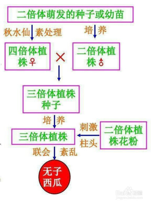 染色体组加倍获得多倍体育种材料,用以选育符合人们需要的优良品种