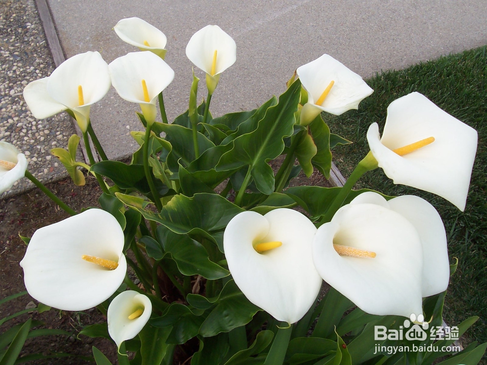 哪些花卉有毒，养植需要谨慎