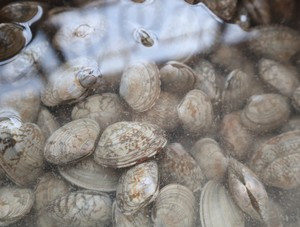 夏天必备的蒜蓉花甲