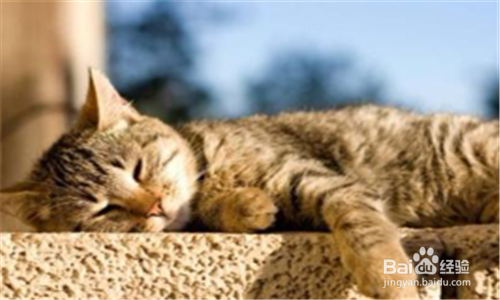 猫疥螨病如何快速治疗