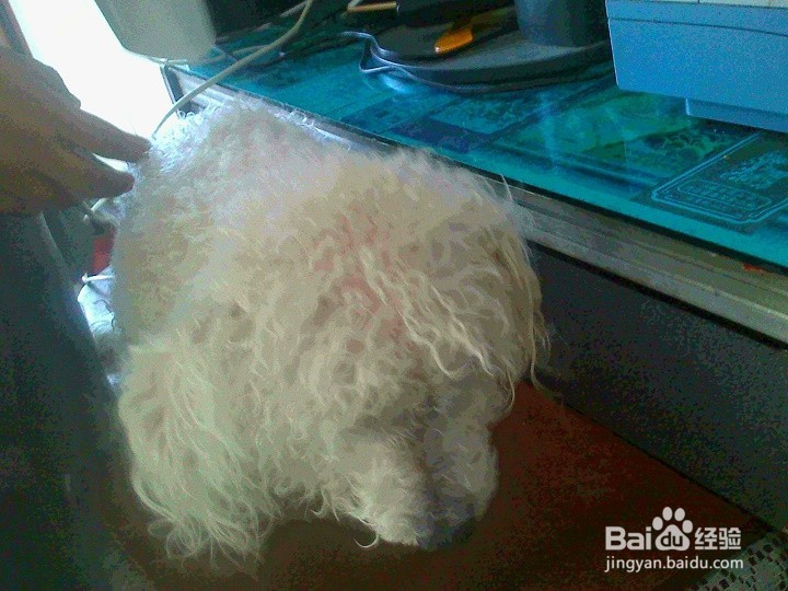 刚洗完澡的宠物狗怎样吹干卷着的毛