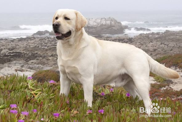 最适合和孩子一起长大的狗狗