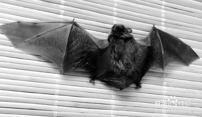家里怎么会有蝙蝠