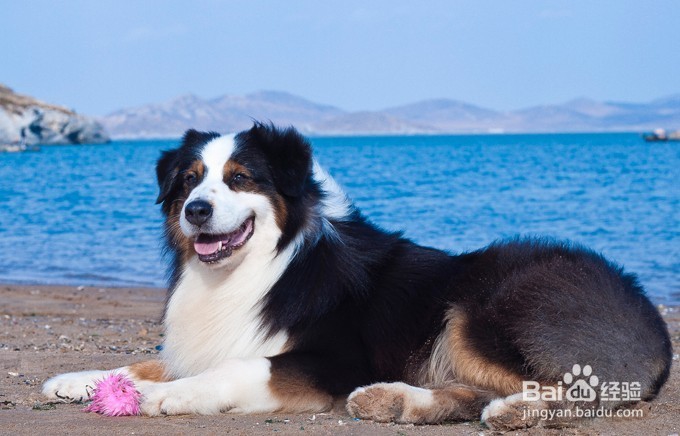 澳大利亚牧羊犬不能吃的东西有哪些？