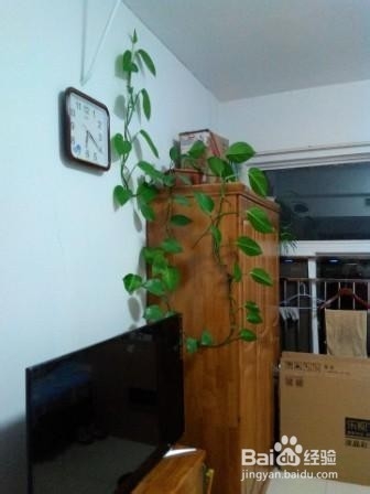 养花小窍门=盆栽花卉小窍门