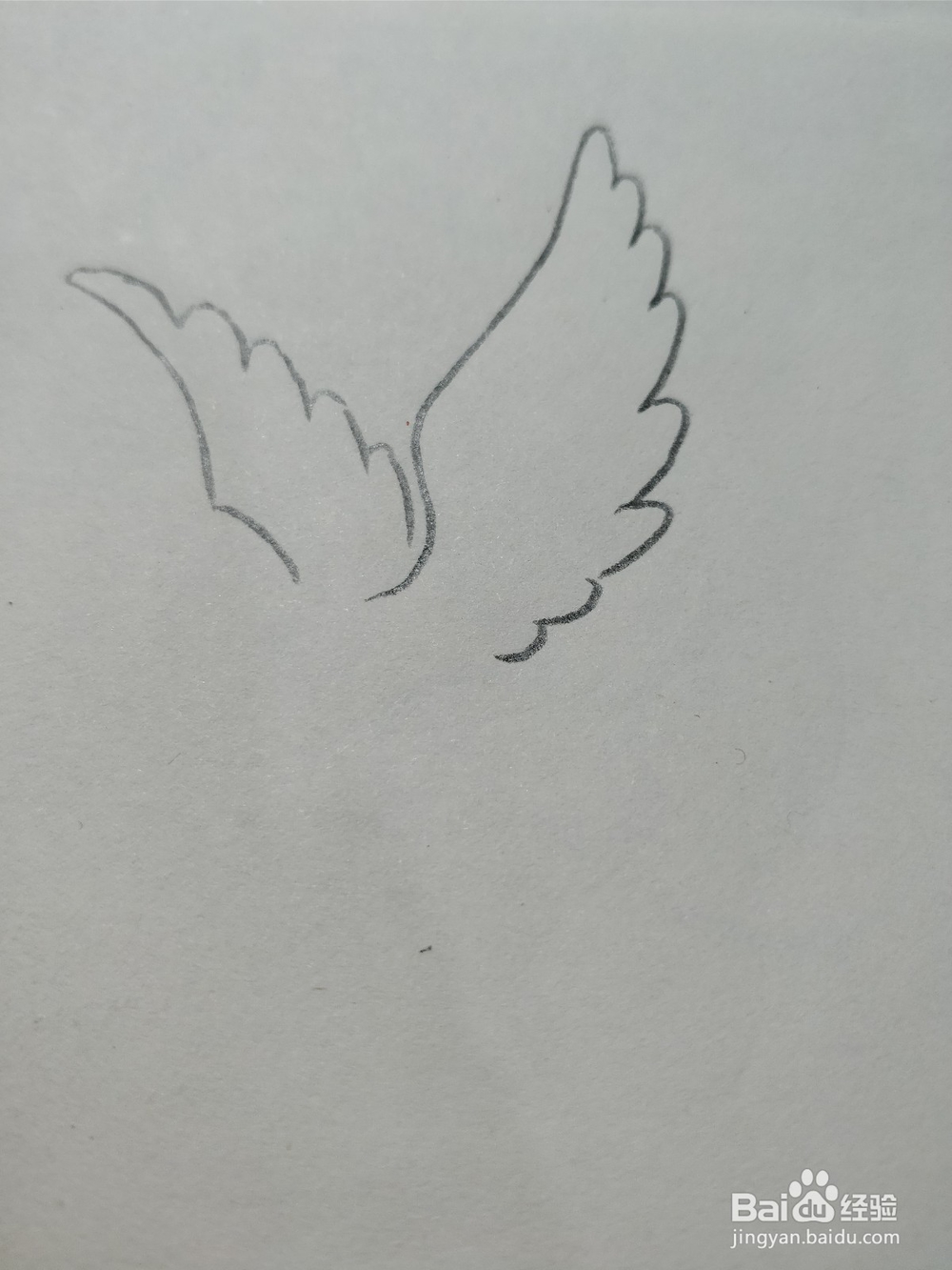 怎么简笔画画和平鸽