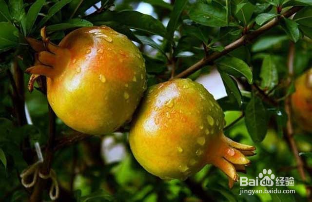 石榴的田间管理和施肥要点有哪些