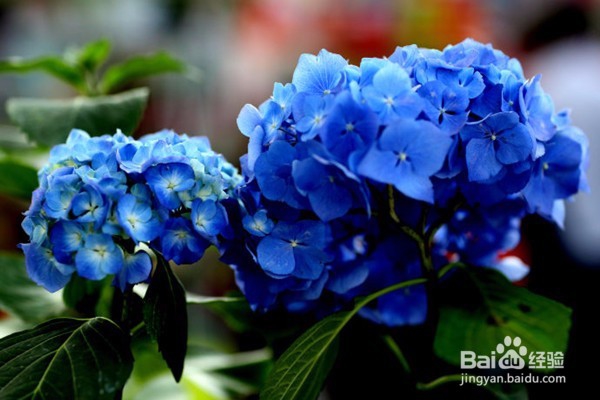 不宜摆放在家里的10种花草植物