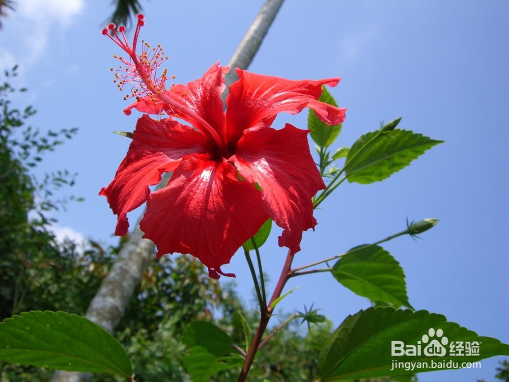 扶桑花怎么修剪