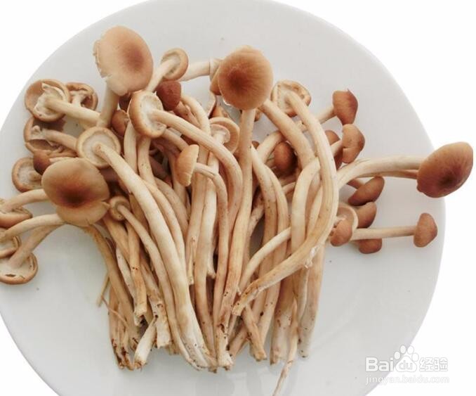 茶树菇怎么培育和管理