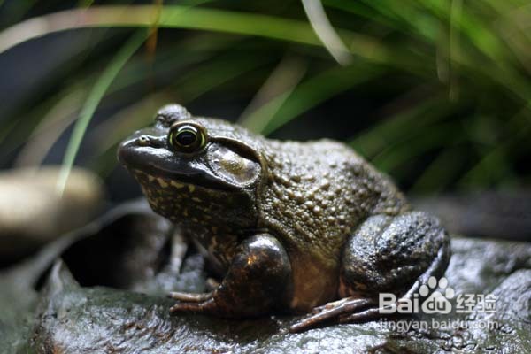 温哥华水族馆:水中舞动的精灵们
