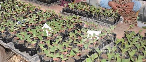 西瓜嫁接后怎么判断是活了