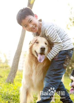 精神抚慰犬证怎么办理