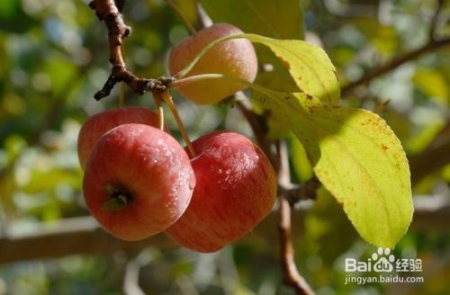 海棠果的作用及食用禁忌