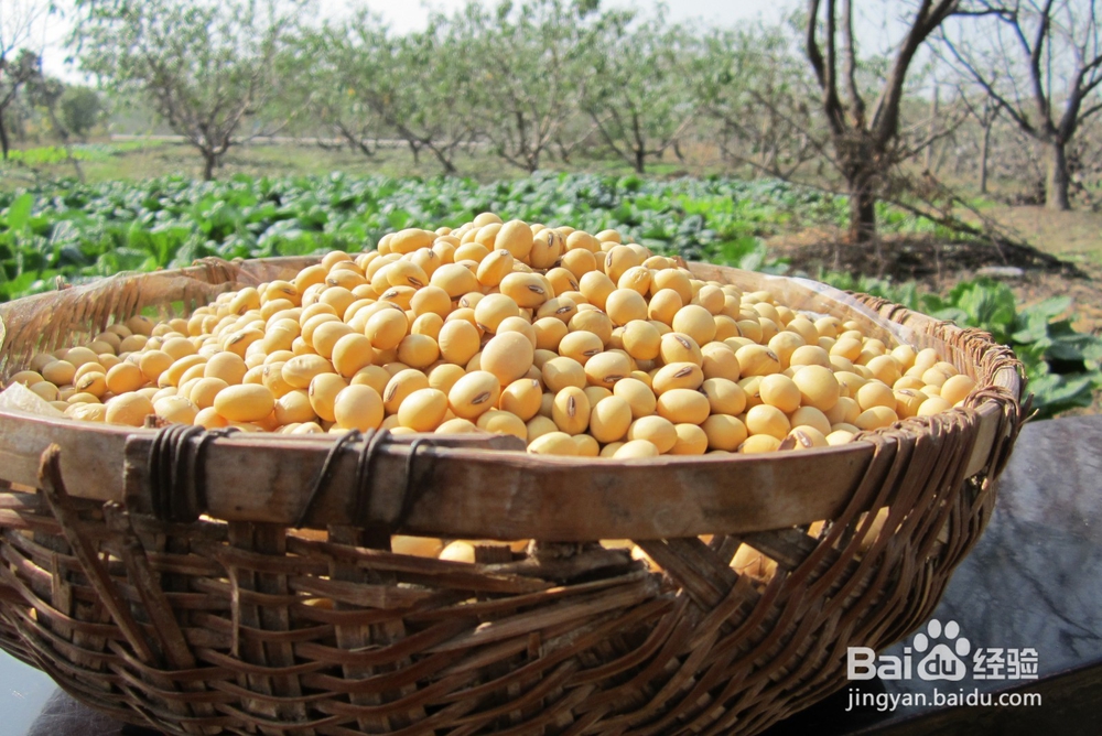 黄豆食醋减肥法 此小菜即美味又能减肥