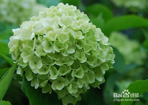 微信陌陌GaGa怎么开始与美女话题聊天