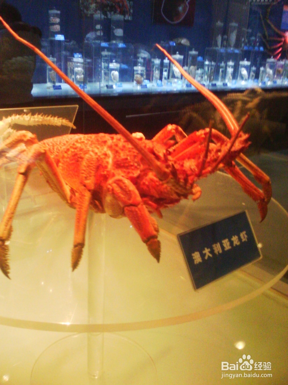 带孩子看海洋生物