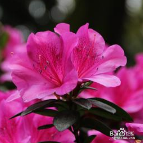 杜鹃花叶子发黑发焦