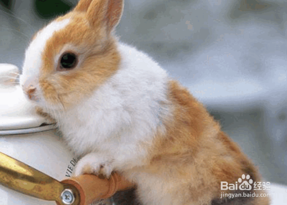 兔异食癖的原因及如何预防