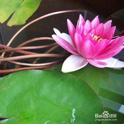 荷花怎么盆栽