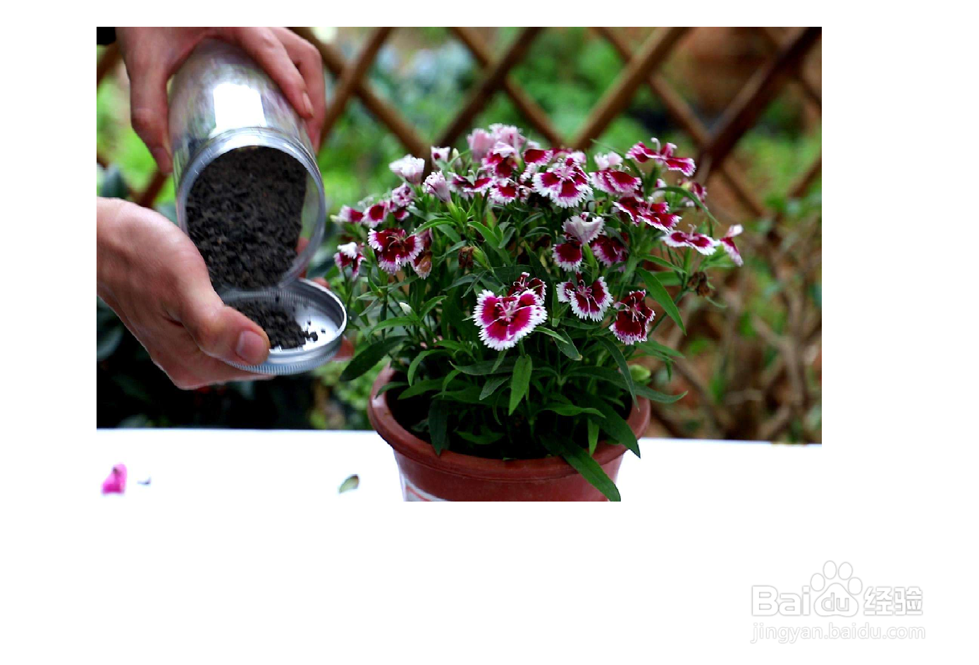石竹的种植方法和注意事项