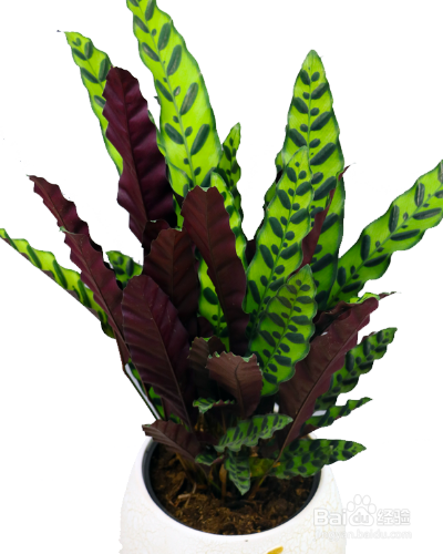 常绿草本植物猫眼竹芋如何养殖？