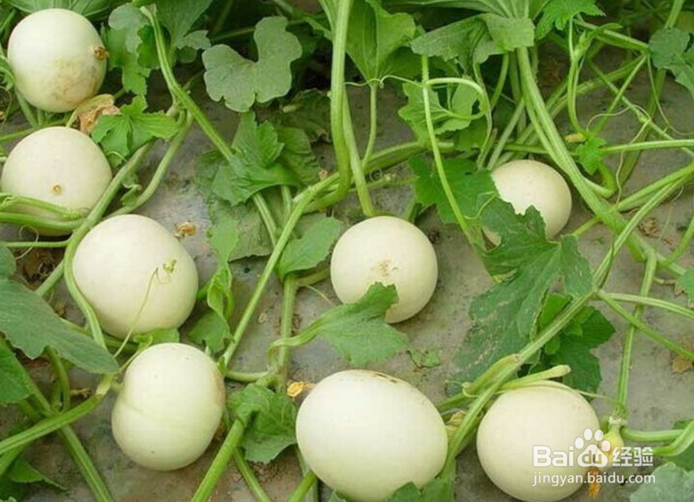 去乡下采摘注意什么