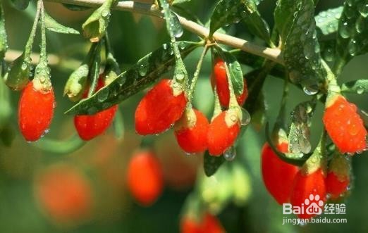 枸杞子的特殊功效滋补肝肾