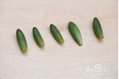 如何给多肉进行叶插繁殖