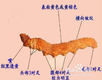 冬虫夏草怎么食用 冬虫夏草的吃法技巧