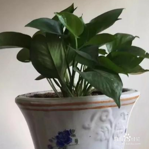 绿罗兰怎么养殖方法