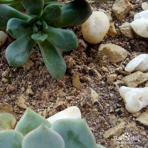 普通土怎么变成营养土