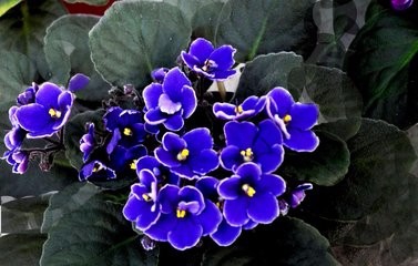 如何使紫罗兰四季开花?