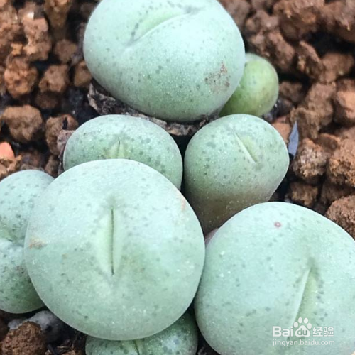 肉锥播种出苗后养护