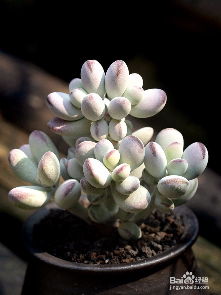 冬季多肉室内养殖要注意什么