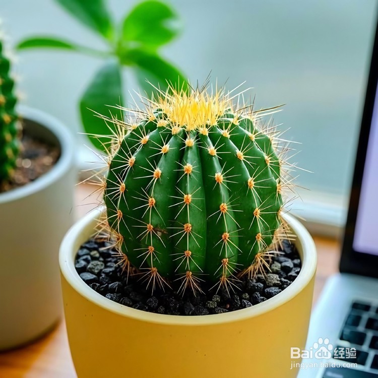 办公桌摆放什么绿植好?