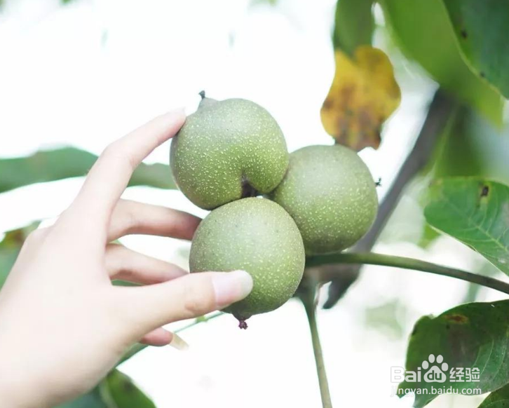 新打下来的核桃怎么处理