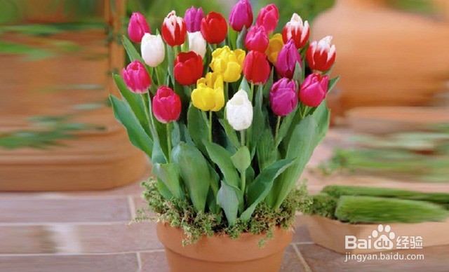 春天在家适合种些什么花草？