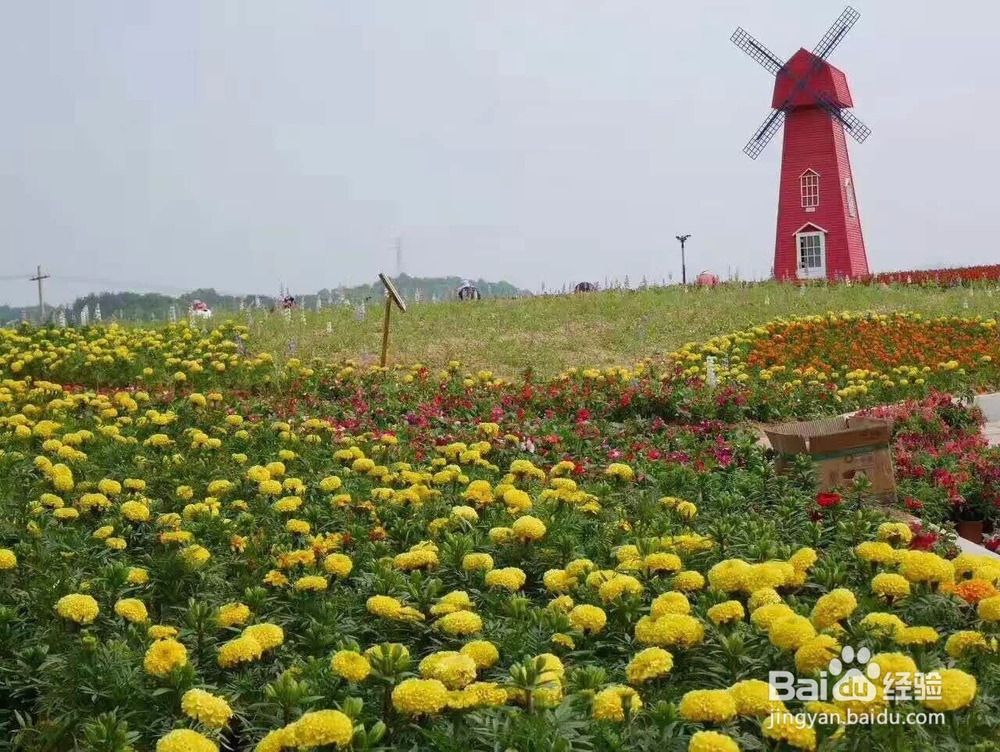 英山四季花海好玩吗四季花海旅游攻略