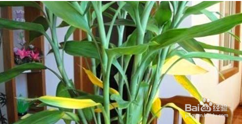 富贵竹生根后怎么养