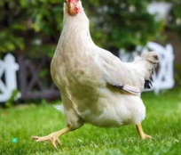 这些食物你可千万不要再喂狗狗了