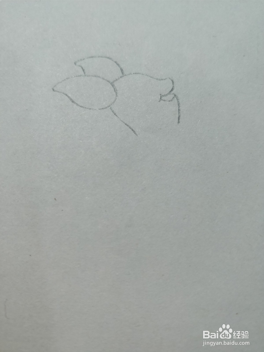 简笔画画卡通维尼熊的朋友——小猪