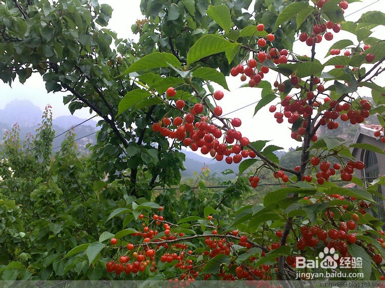 2013年青岛樱桃节旅游