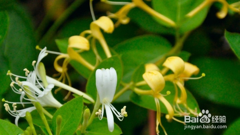 选茶时应该注意的细节