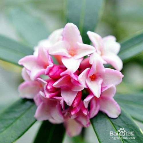 瑞香花叶子发黄怎么办