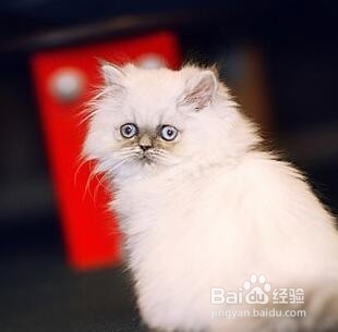 如何饲养英短蓝猫