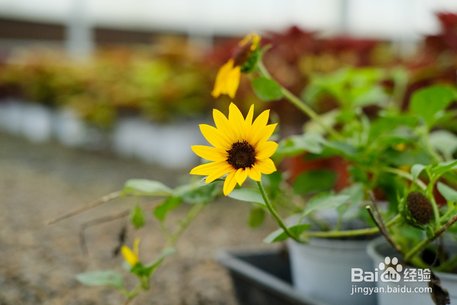 向日葵干花的制作方法