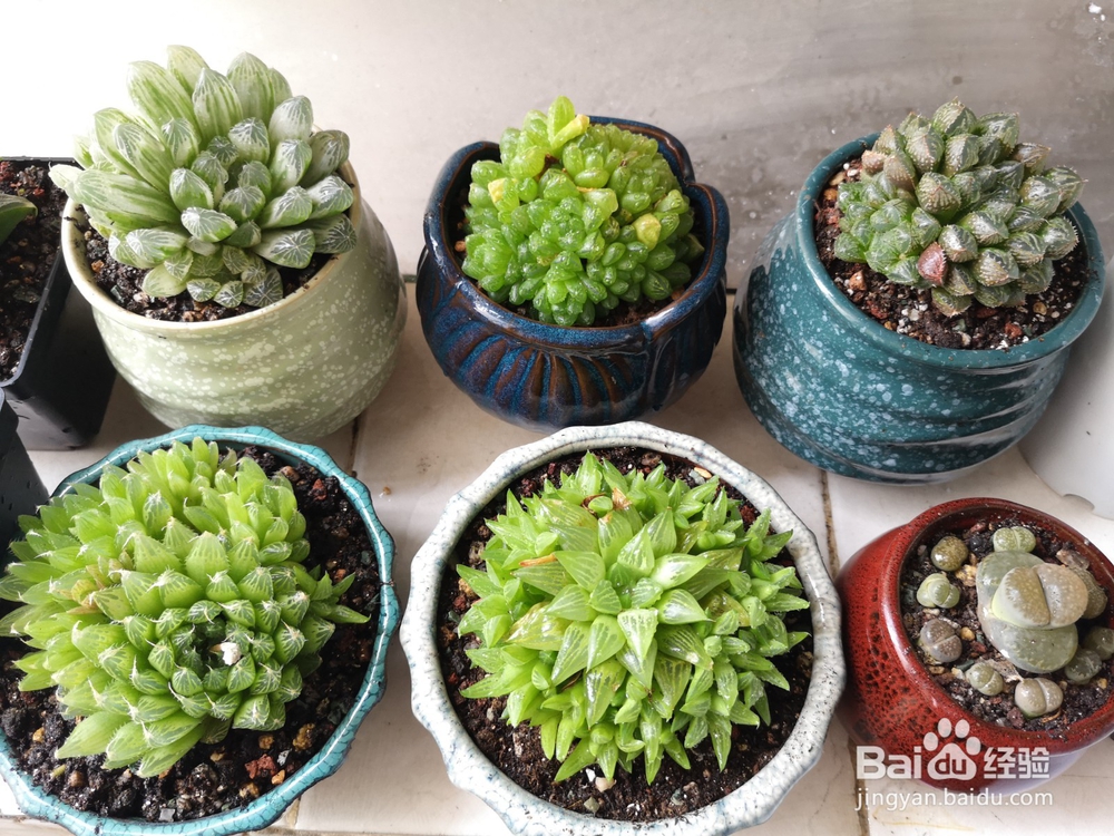 怎么种植多肉雨露？