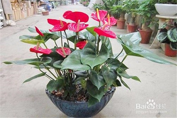 红掌的养殖方法和注意事项都有什么?