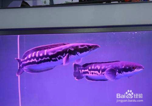 怎么鉴别和饲养大铅笔鱼